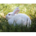 Você sabe qual a diferença entre um produto cruelty-free, vegano e clean beauty?