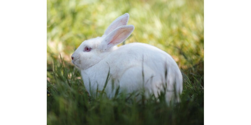 Você sabe qual a diferença entre um produto cruelty-free, vegano e clean beauty?
